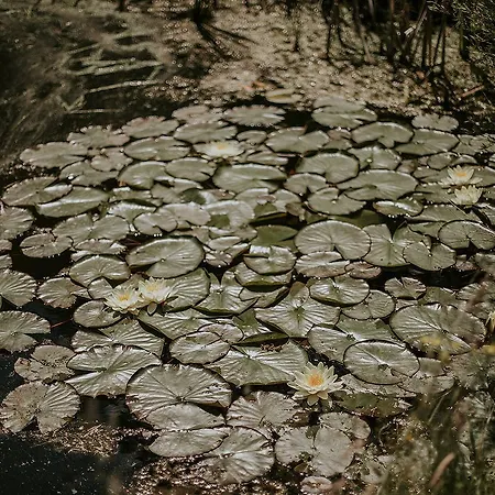 Dom Nad Stawem * Domatowo