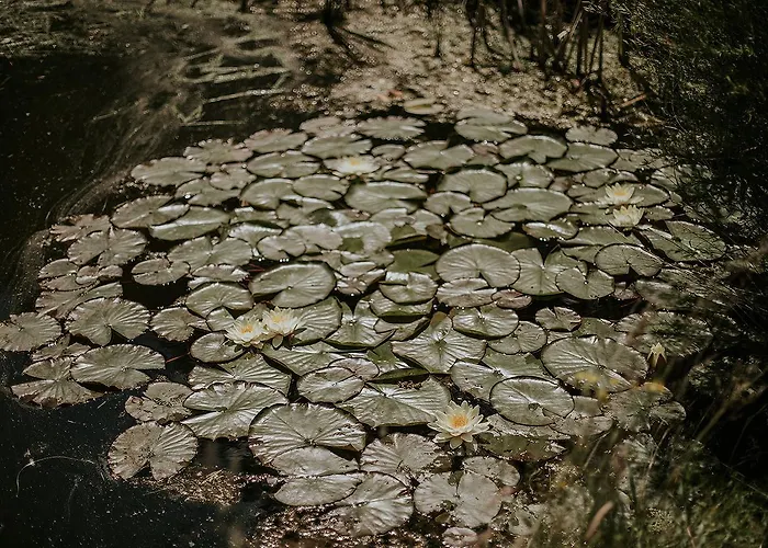 Dom Nad Stawem * Domatowo